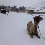 Authentic photo of a camel in the snow on the Sinai Peninsula taken during a rare blizzard that swept through the Middle East last week.